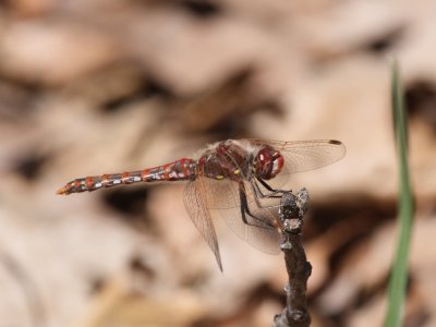 Variegated Meadowhawk