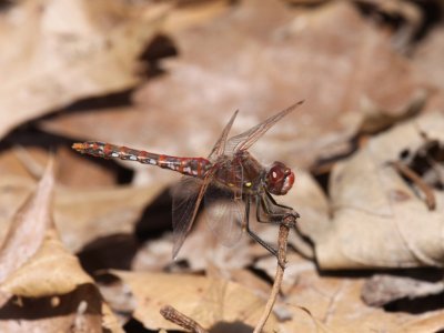 Variegated Meadowhawk