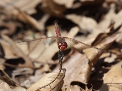 Variegated Meadowhawk