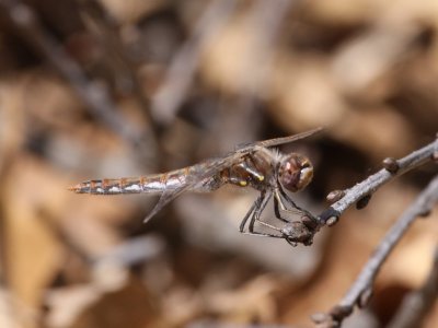 Variegated Meadowhawk