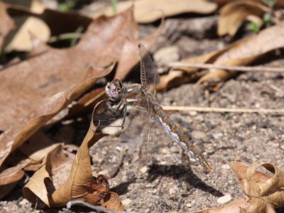 Variegated Meadowhawk