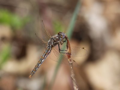 Variegated Meadowhawk