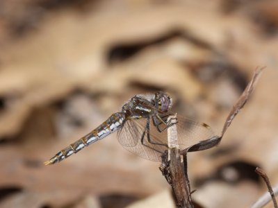 Variegated Meadowhawk