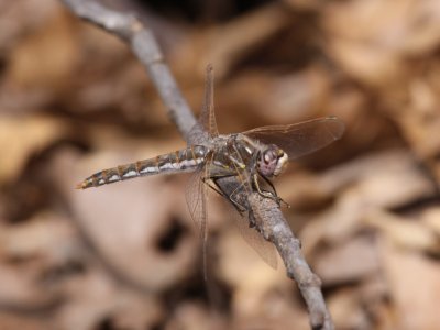 Variegated Meadowhawk