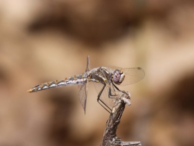 Variegated Meadowhawk