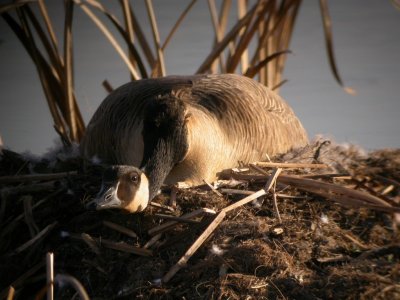 Canada Goose