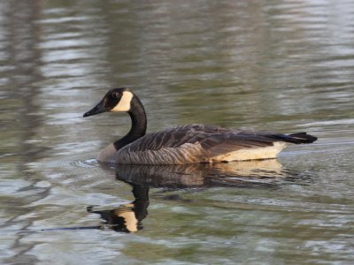 Canada Goose