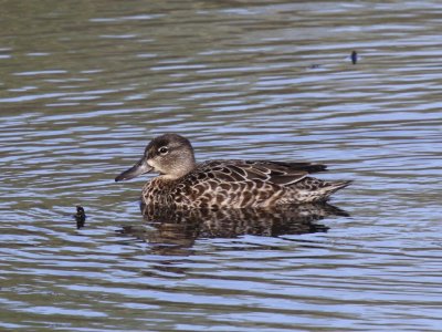 Blue-winged Teal (Female)