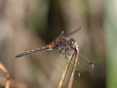 Hudsonian Whiteface (Juvenile Male)