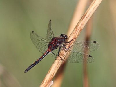 Hudsonian Whiteface (Adult Male)