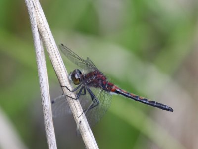 Hudsonian Whiteface