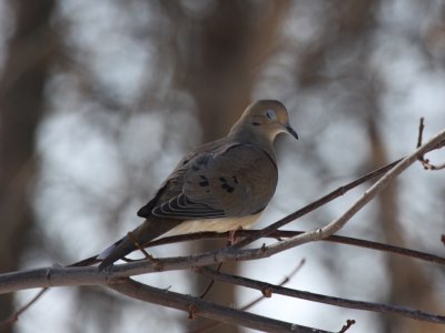 Pigeons, Doves, Parrots & Cuckoos