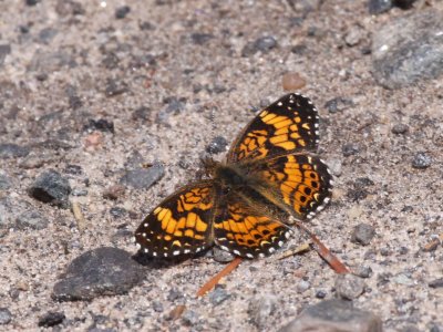 Gorgone Checkerspot