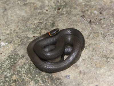 Prairie Ring-neck Snake