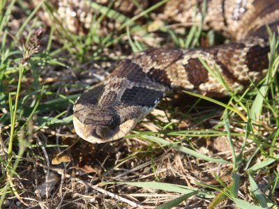 Eastern Hognose Snake