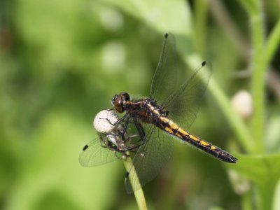 Dot-tailed Whiteface (Juvenile)