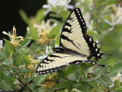 Eastern Tiger Swallowtail