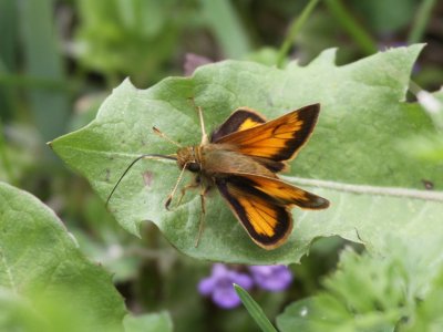 Hobomok Skipper