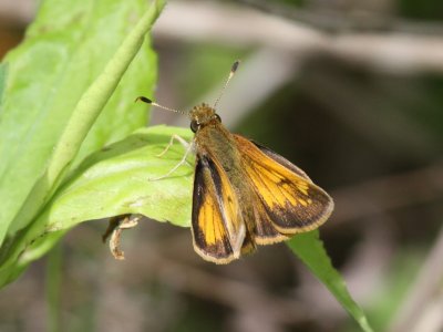 Hobomok Skipper