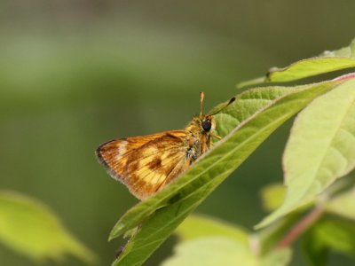 Long Dash Skipper