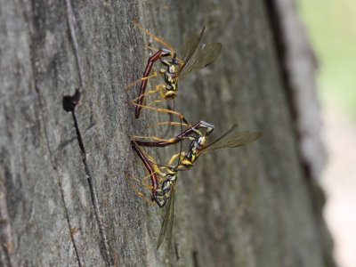 Ichneumon Wasp - M. atrata (Male)