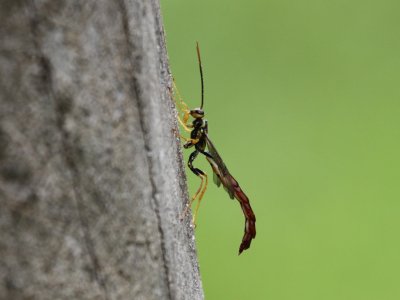 Ichneumon Wasp - M. atrata (Male)