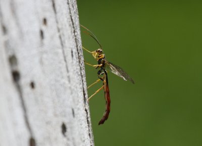Ichneumon Wasp - M. atrata (Male)