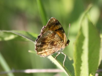 Pearl Crescent