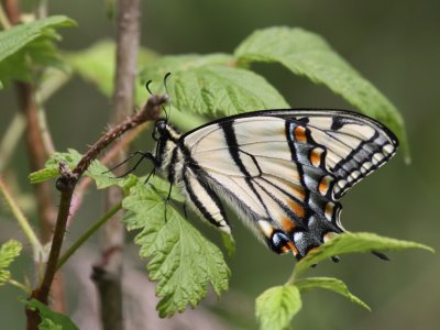 Eastern Tiger Swallowtail 09.JPG