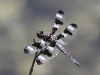 Twelve-spotted Skimmer (Juvenile Male)