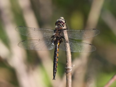 Common Baskettail (Male)
