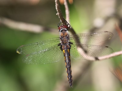 Common Baskettail (Female)