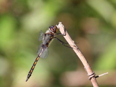 Common Baskettail (Male)