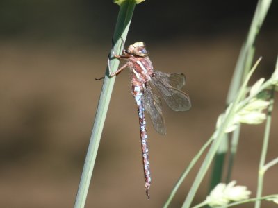 Springtime Darner (Male)