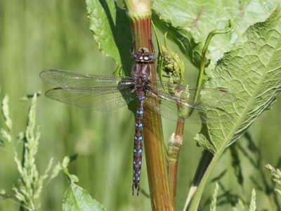 Springtime Darner (Male)