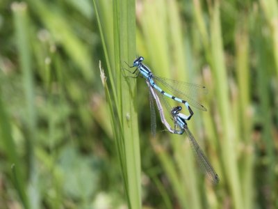 Marsh Bluet 01.JPG