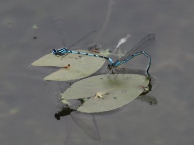 Marsh Bluet 02.JPG