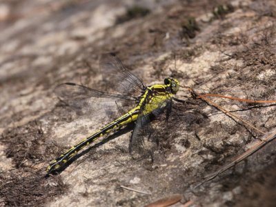 Black-shouldered Spinyleg