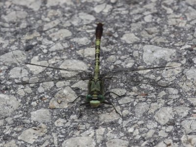 Jade Clubtail