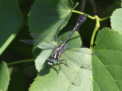 Mustached Clubtail (Male)