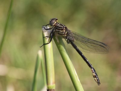 Elusive Clubtail (Teneral Male)