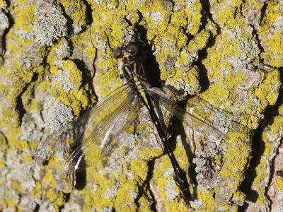 Elusive Clubtail (Teneral Male)