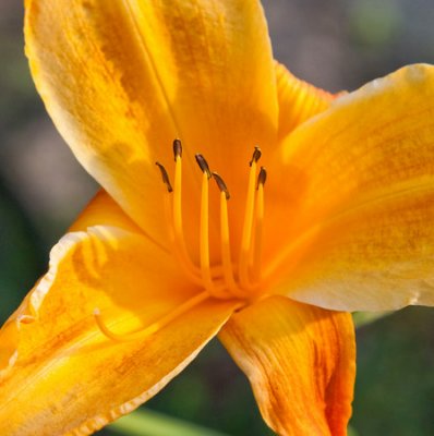 Day Lily 2