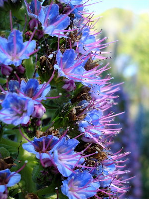 ECHIUM CANDICANS