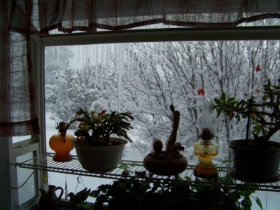 Window garden
