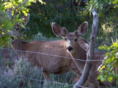 The Neighbors Come To Visit