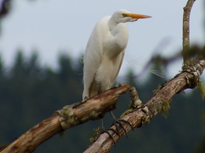 Snowy Egret.jpg