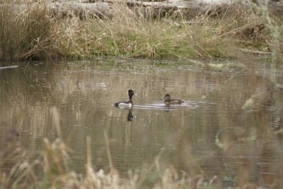 Ring Neck Duck