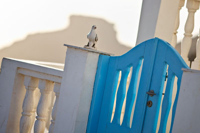 Solid Pigeon