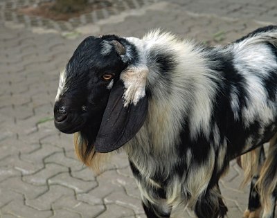 Goat with black and white coat